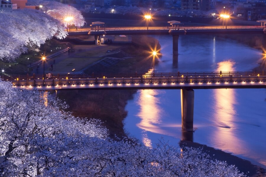 足羽川の桜並木